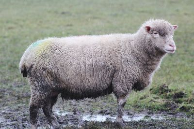 Sheep standing in a field