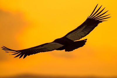 Low angle view of bird flying against orange sky