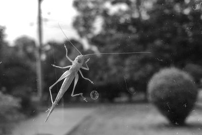 Close-up of spider and web against blurred background