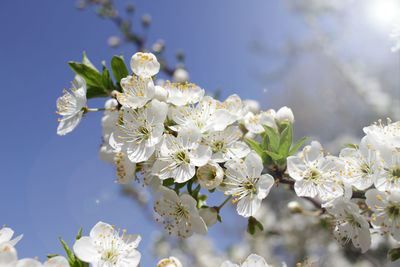 Close-up of white cherry blossoms in spring