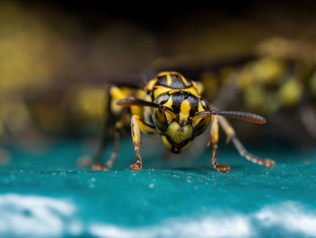 Close-up of spider