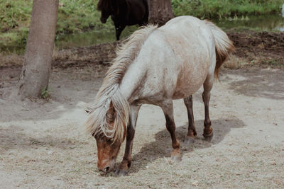 Horse on field