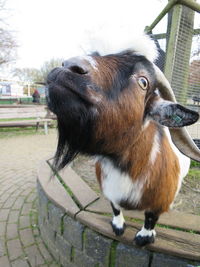 Close-up of goat at botanischer garten grugapark