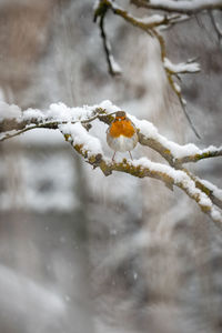 Close-up of snow covered plant