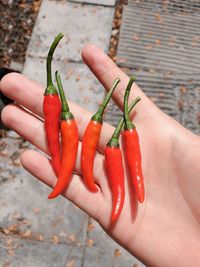 Midsection of person holding red chili peppers