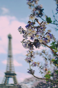 Low angle view of flowers against sky