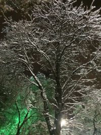 Full frame shot of bare trees