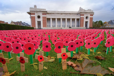 Red flowers in front of building