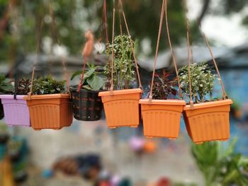 Close-up of potted plant hanging in basket