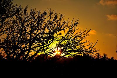 Silhouette tree against sky during sunset