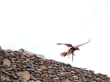 Low angle view of bird flying against clear sky