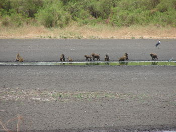 View of sheep on road