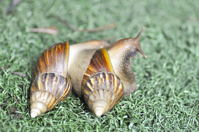 Close-up of snail on grass