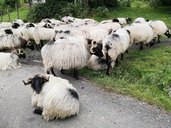 Sheep in a field