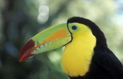 Close-up of toucans outdoors