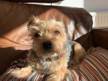 Portrait of dog relaxing on bed at home