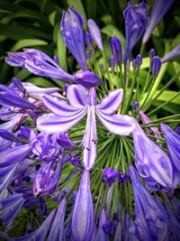 Macro shot of flower