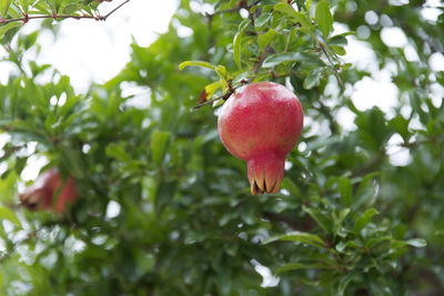 Low angle view of apples on tree