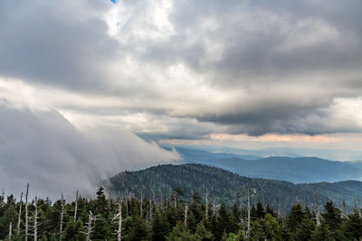 Scenic view of forest against sky