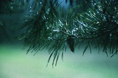 Close-up of tree in water