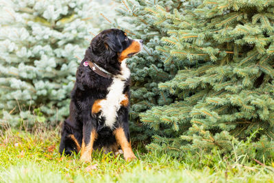 Side view of a dog on grass