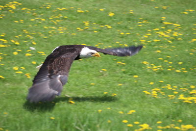 Ducks in a field