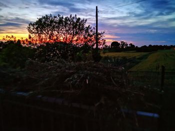 Plants growing on field against sky during sunset