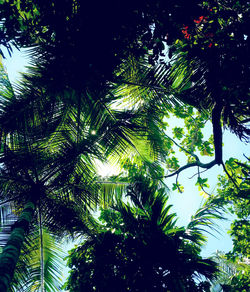 Low angle view of trees