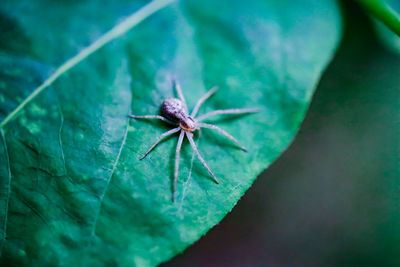 Close-up of spider on leaf