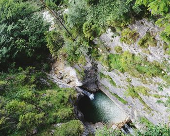 High angle view of trees by river in forest