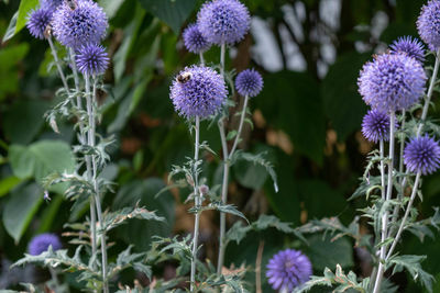 Close-up of purple flowering plant