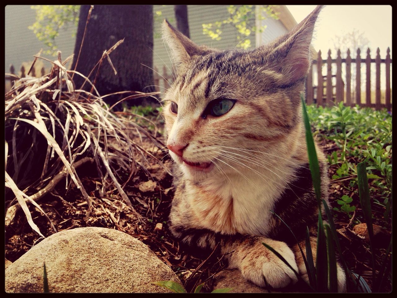 transfer print, one animal, animal themes, domestic cat, cat, mammal, feline, auto post production filter, pets, domestic animals, whisker, sitting, close-up, relaxation, animal head, looking away, day, portrait, outdoors, plant