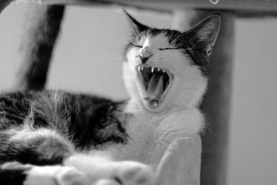 Close-up of cat yawning