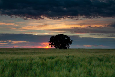 Scenic view of field against sky during sunset