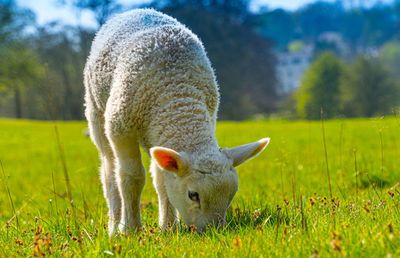 Close-up of a three week old lamb on green grass field in spring sunshine