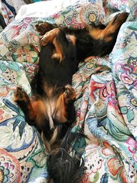 High angle view of dog relaxing on bed