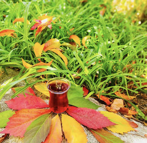 Close-up of green and red leaves on plant in field