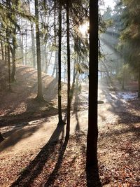 Trees in forest