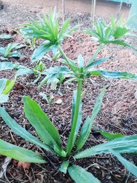 High angle view of plants growing on field