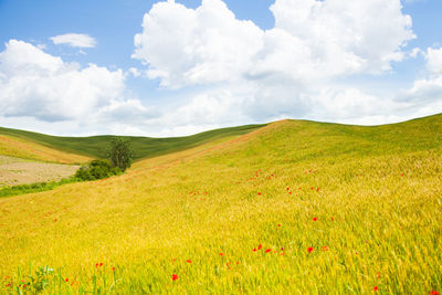 Scenic view of field against sky