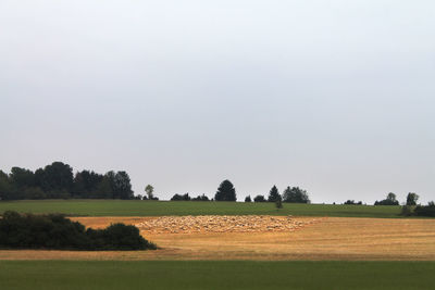 Scenic view of field against clear sky