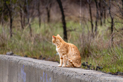 Side view of a cat