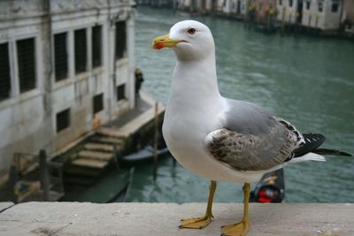 Close-up of seagull perching on water