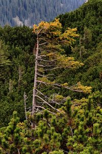 Pine trees in forest