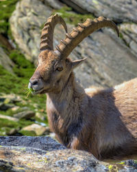 Portrait of horned goat eating plant while sitting by rock on land