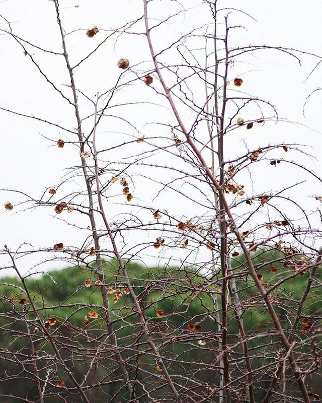 bird, animal themes, branch, animals in the wild, clear sky, bare tree, wildlife, sky, nature, perching, tree, grass, tranquility, plant, day, outdoors, no people, growth, fence, field