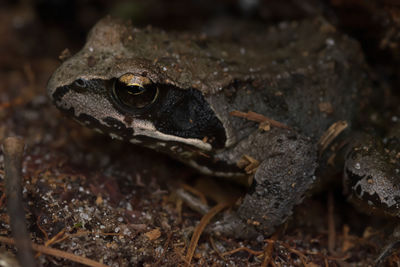 Close-up of frog