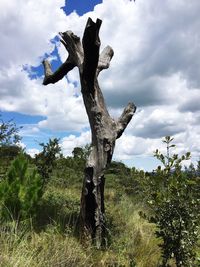 Low angle view of tree on field against sky