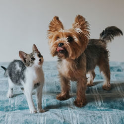 Portrait of dogs standing on floor