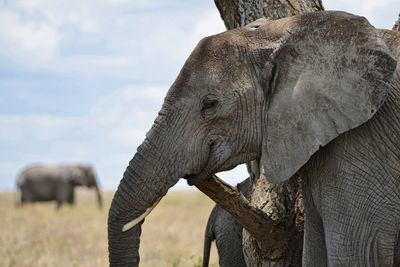 Close-up of elephant on field against sky